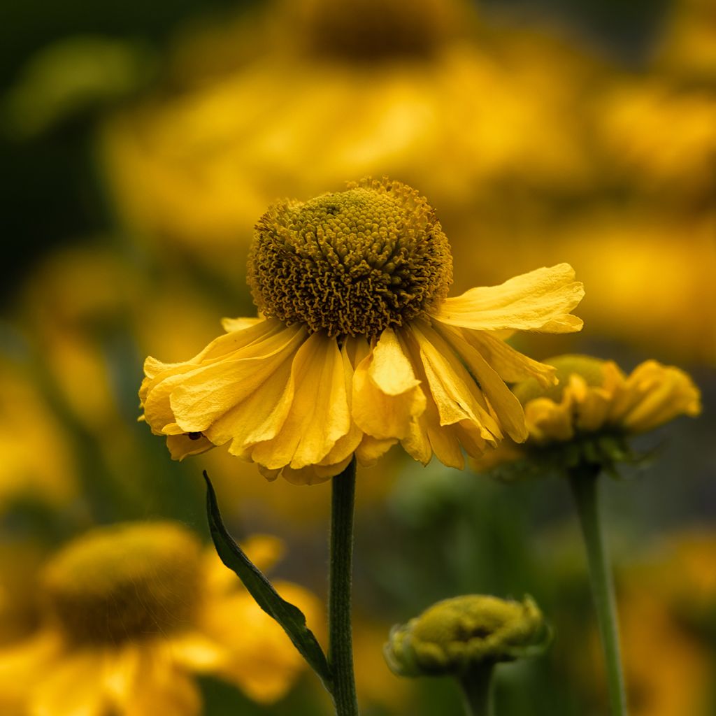 Helenium Pumilum Magnificum