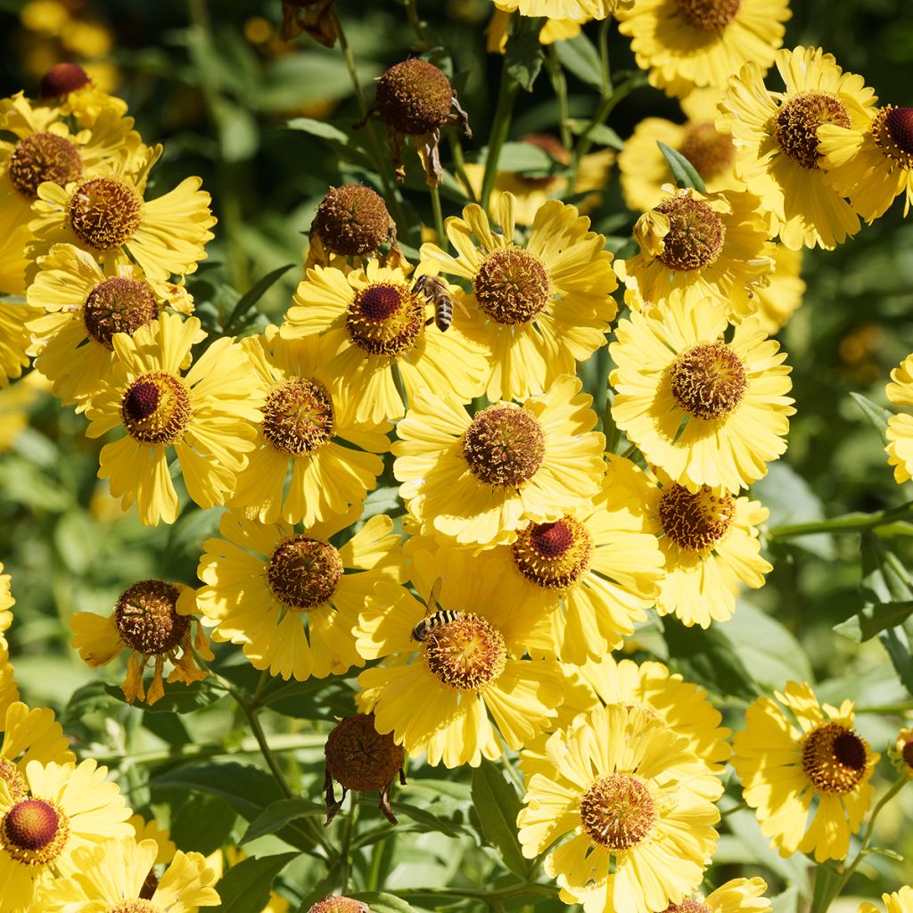 Helenium Pumilum Magnificum