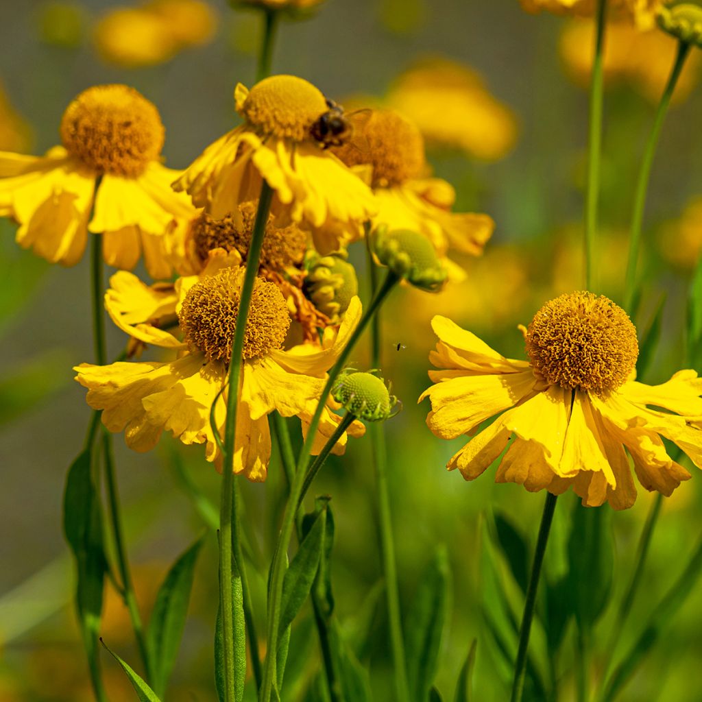 Helenium Pumilum Magnificum