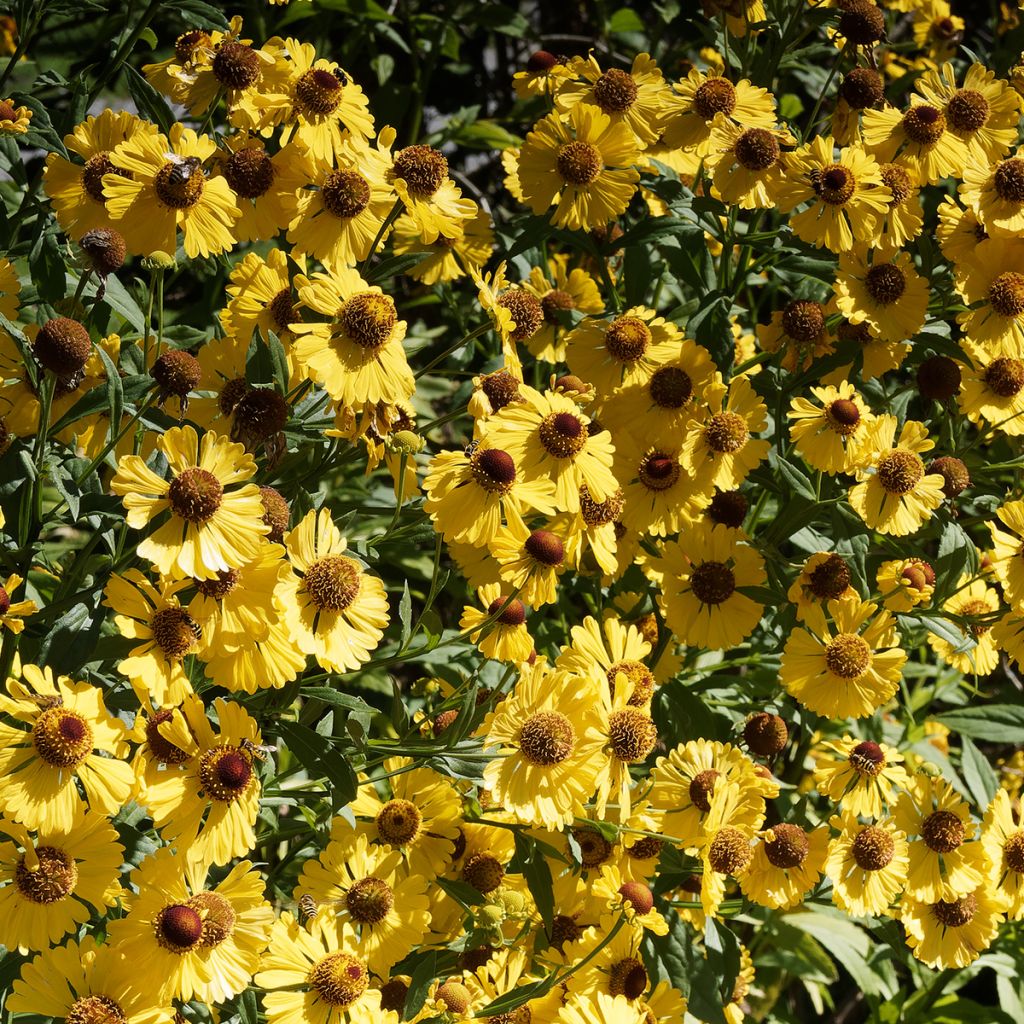 Helenium Pumilum Magnificum