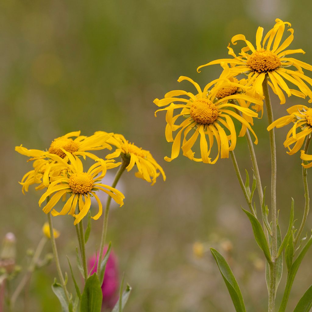 Helenium hoopesii - Sneezeweed