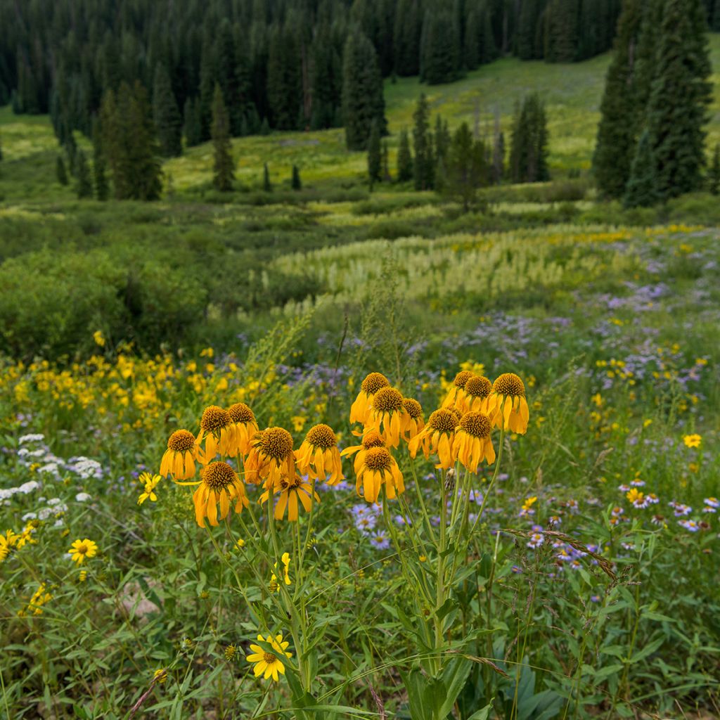 Helenium hoopesii - Sneezeweed