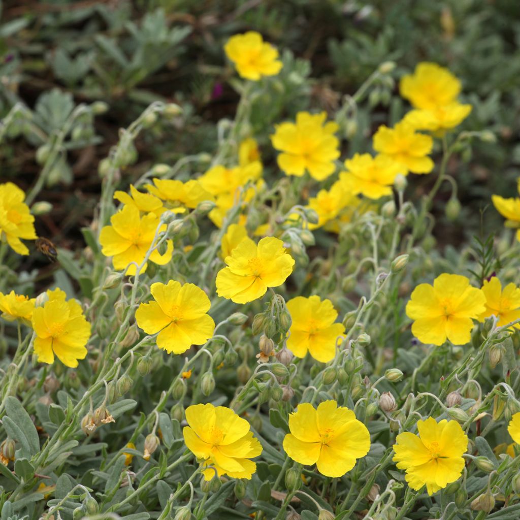 Helianthemum Wisley Primrose - Rock Rose