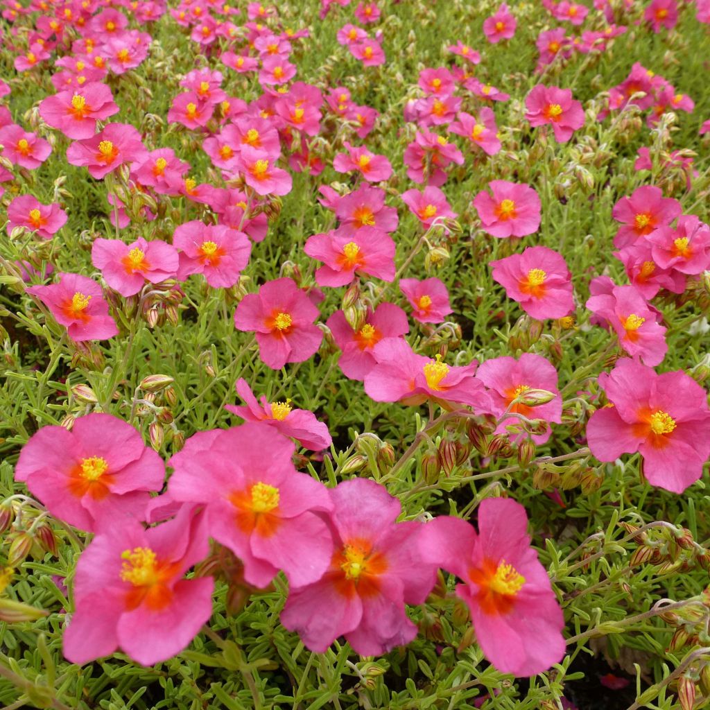 Helianthemum Ben Hope - Hélianthème hybride rose carminé.