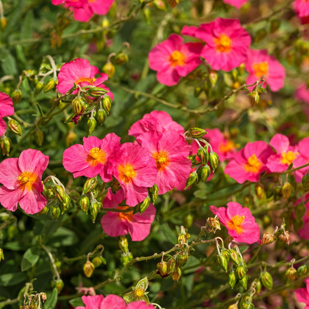 Helianthemum Ben Hope - Rock Rose