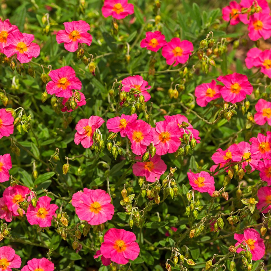 Helianthemum Ben Hope - Rock Rose