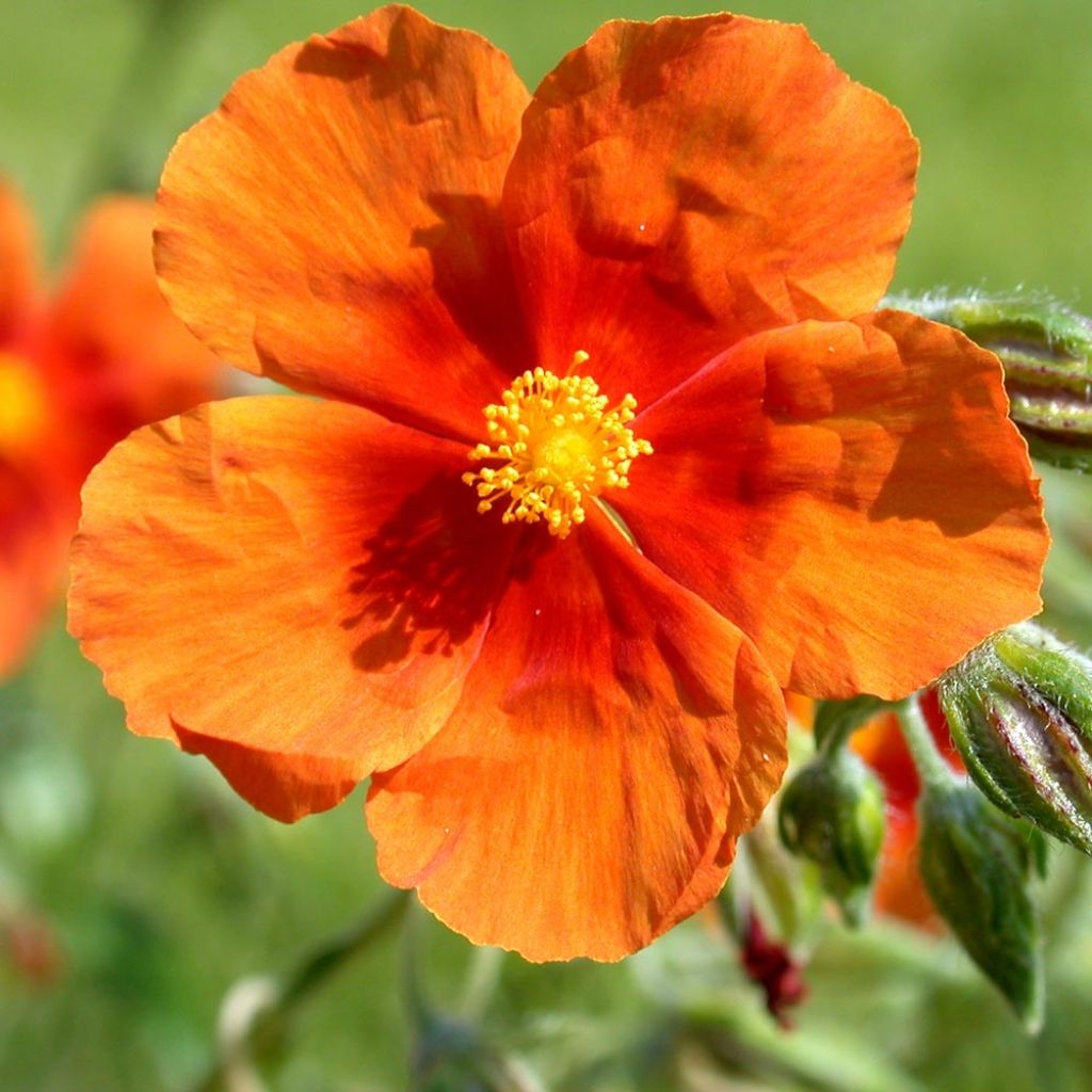 Helianthemum Bronzeteppich - Hélianthème 