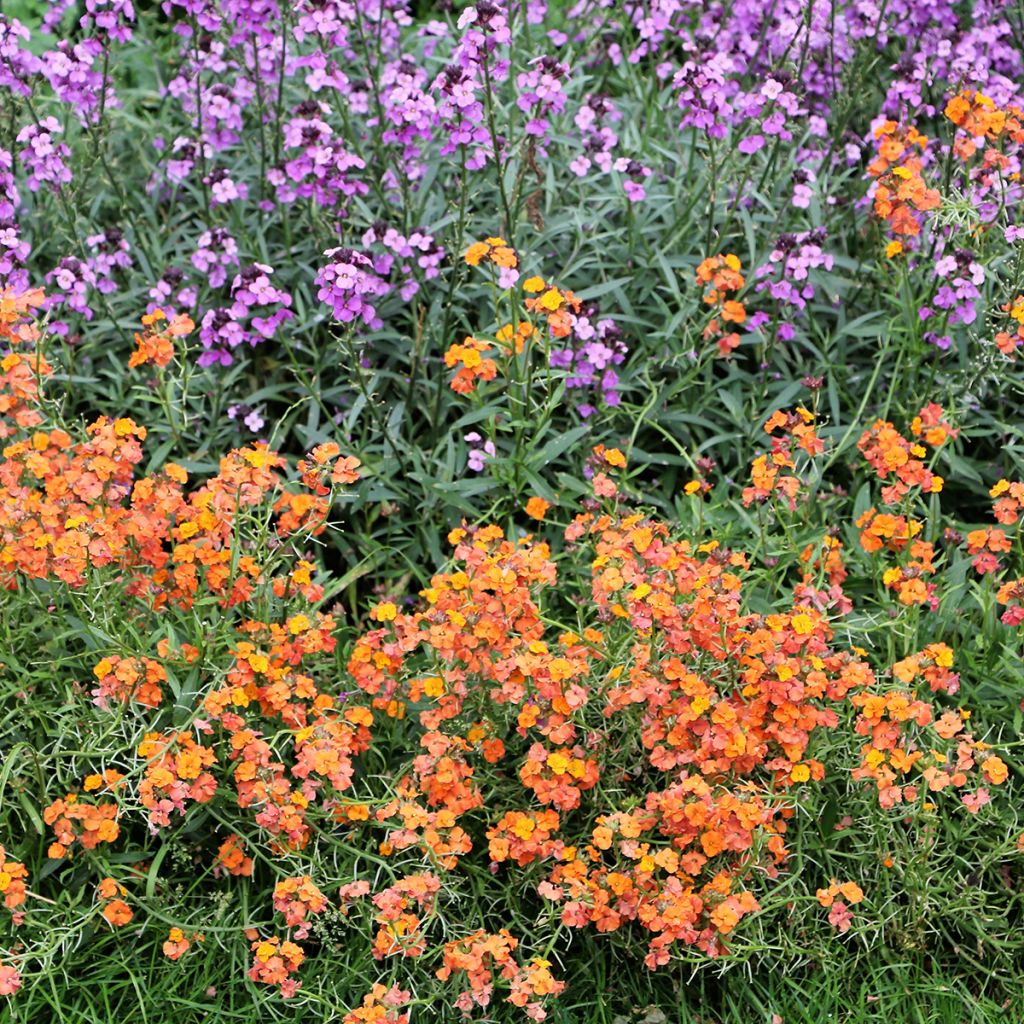 Helianthemum Bronzeteppich - Rock Rose