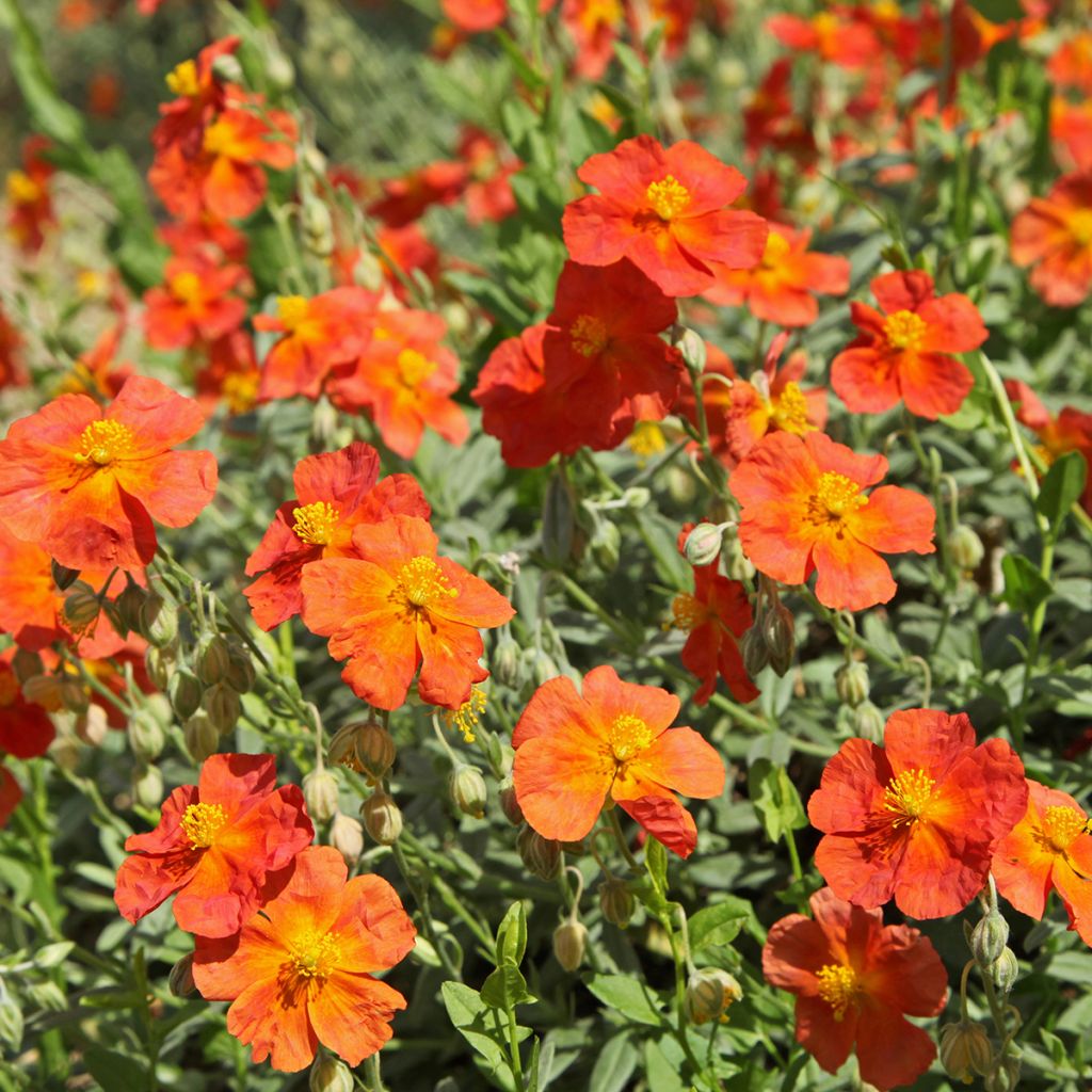 Helianthemum Fire Dragon - Rock Rose