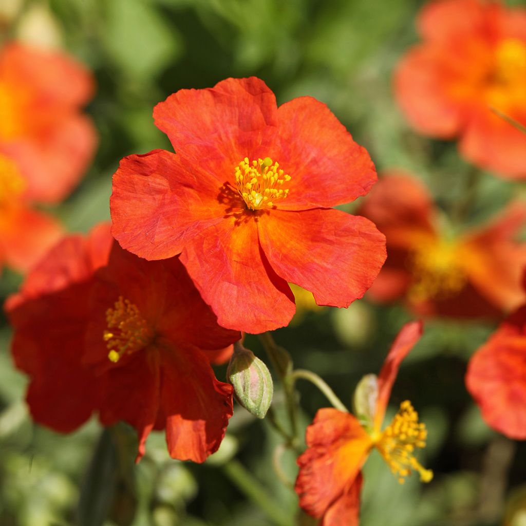 Helianthemum Fire Dragon - Rock Rose