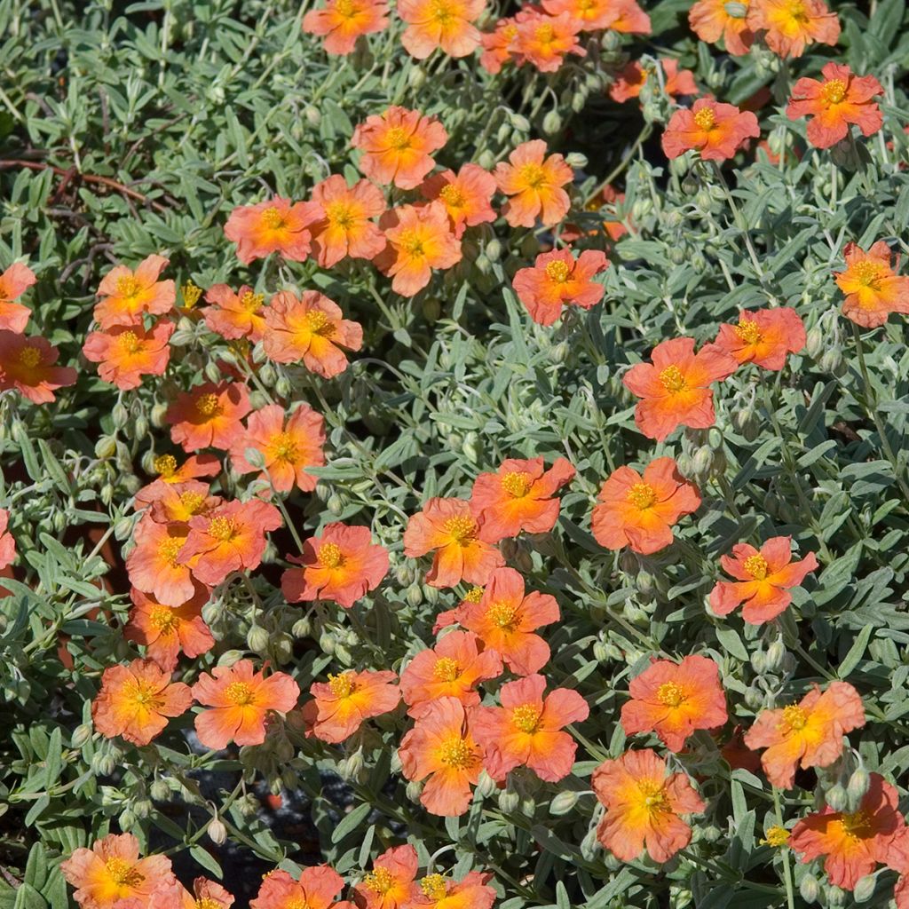 Helianthemum Fire Dragon - Rock Rose