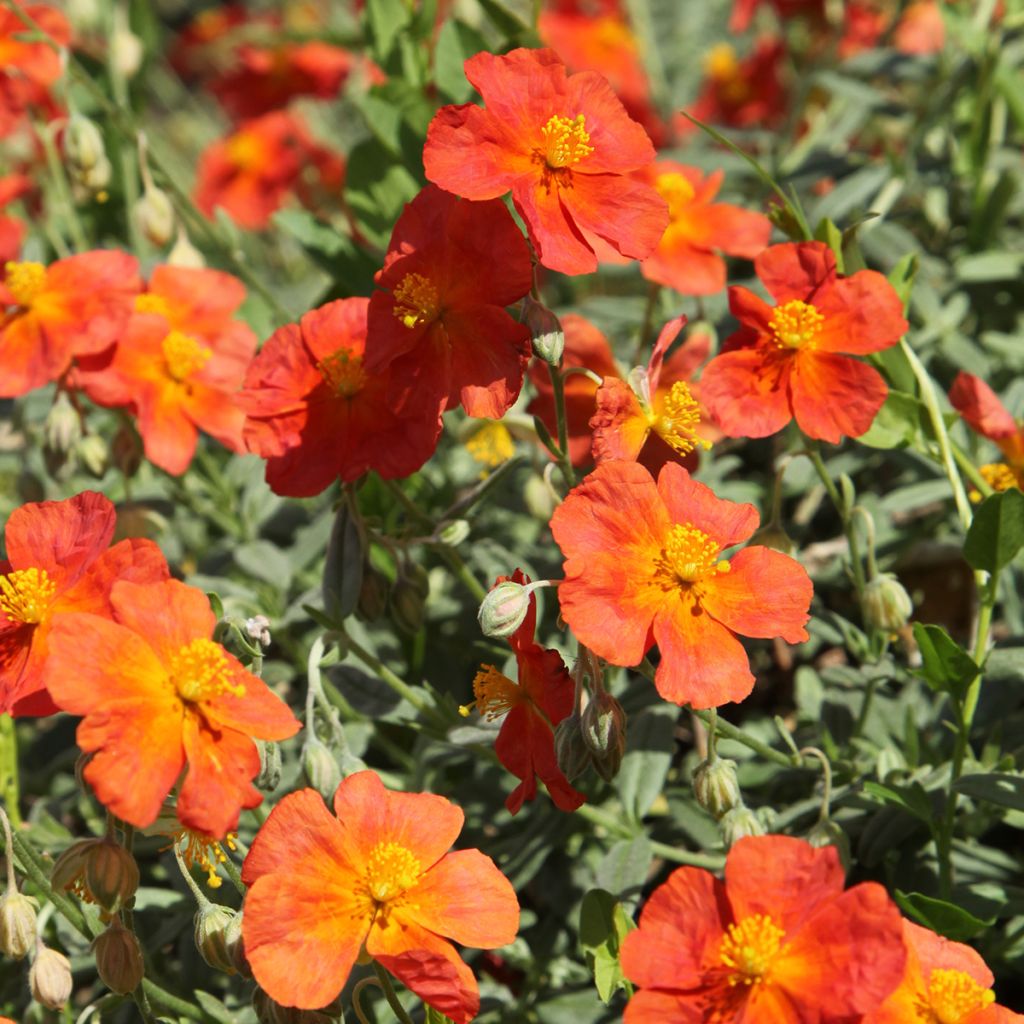 Helianthemum Fire Dragon - Rock Rose