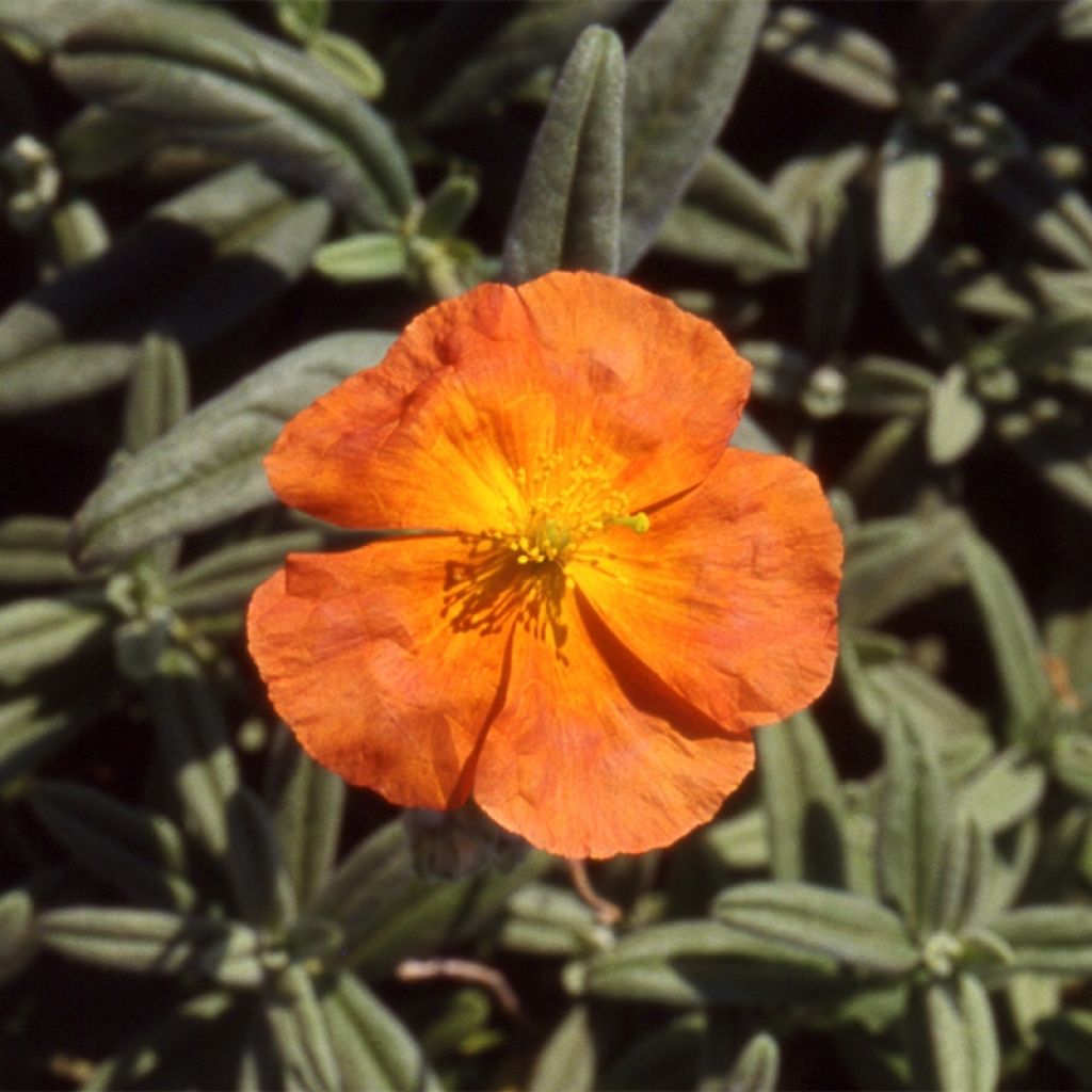 Helianthemum Fire Dragon - Rock Rose