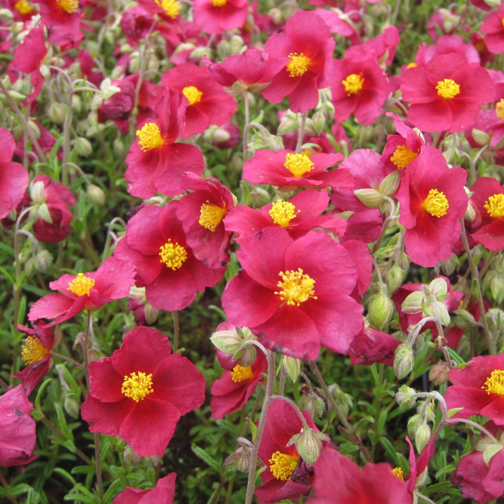 Helianthemum  Hartswood Ruby