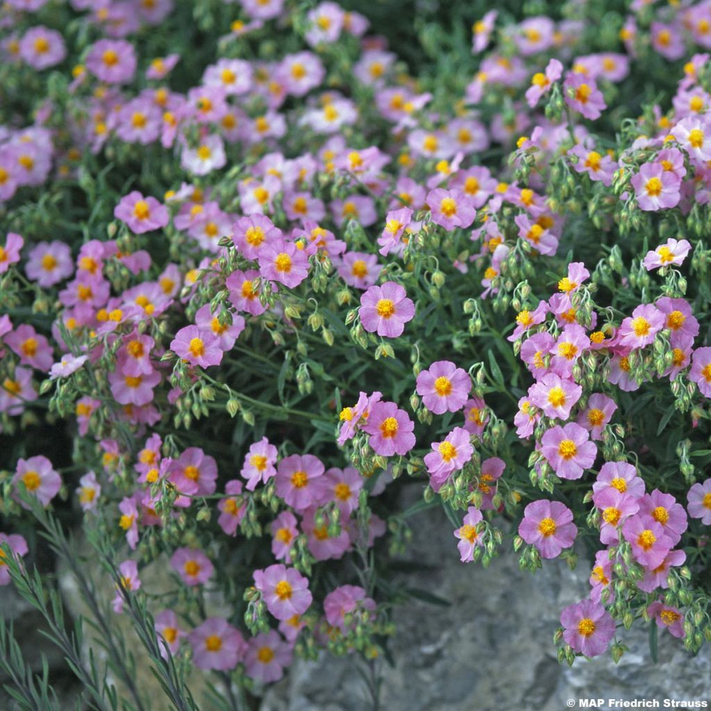 Helianthemum  Lawrenson's Pink