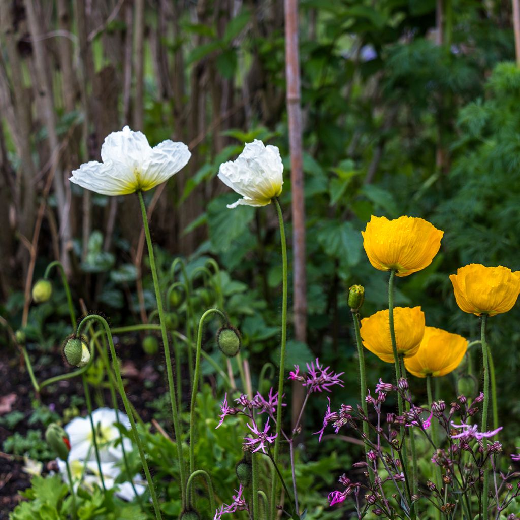 Helianthemum The Bride - Rock Rose