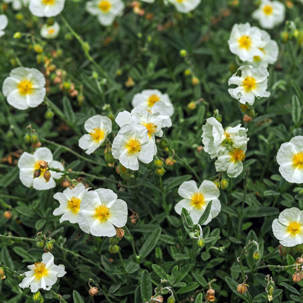 Helianthemum The Bride - Rock Rose