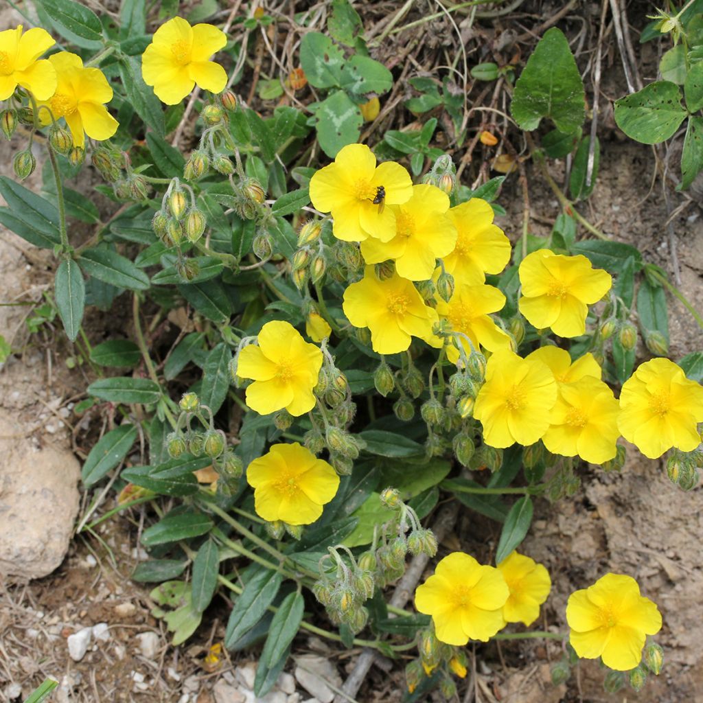 Helianthemum nummularium - Rock Rose