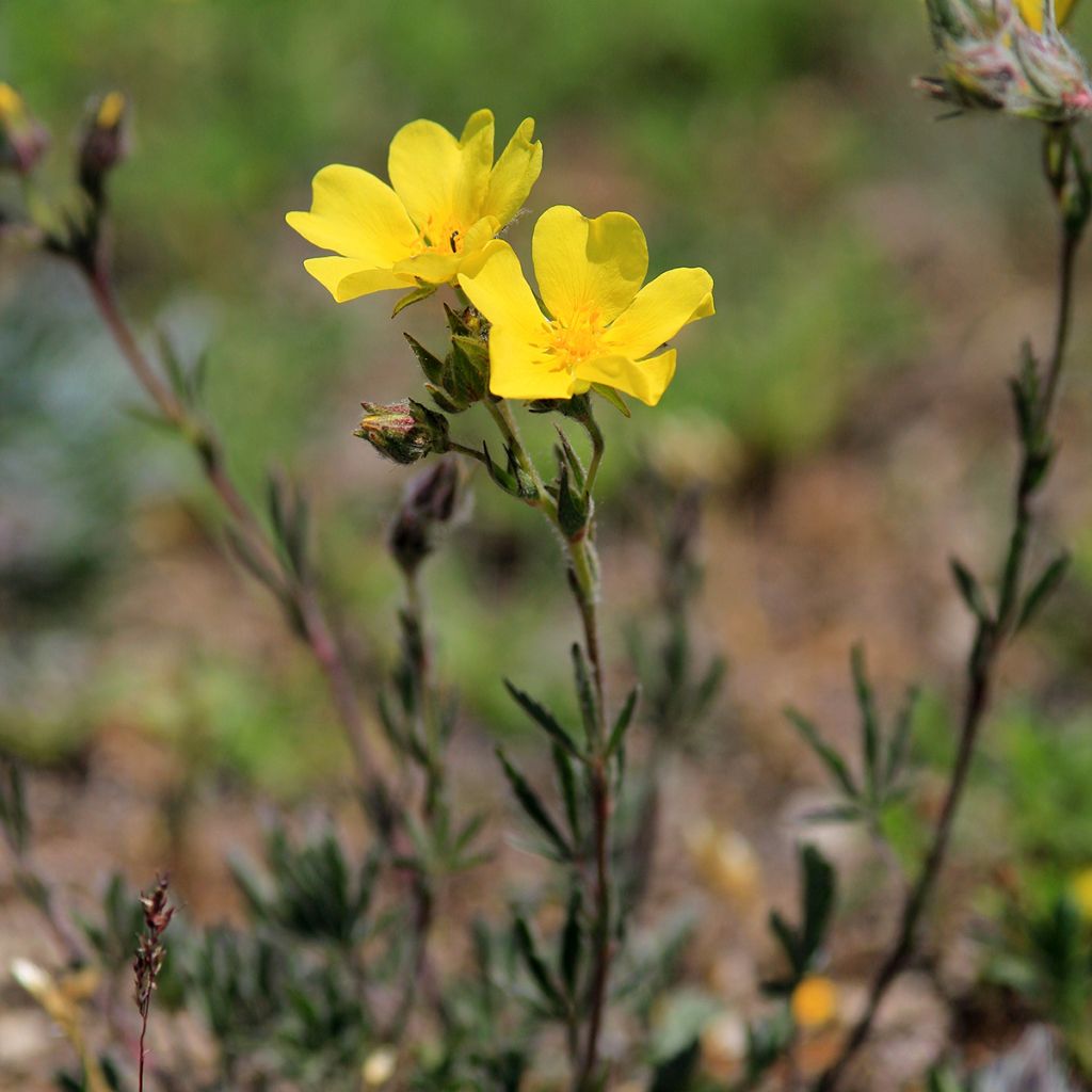 Helianthemum nummularium - Rock Rose