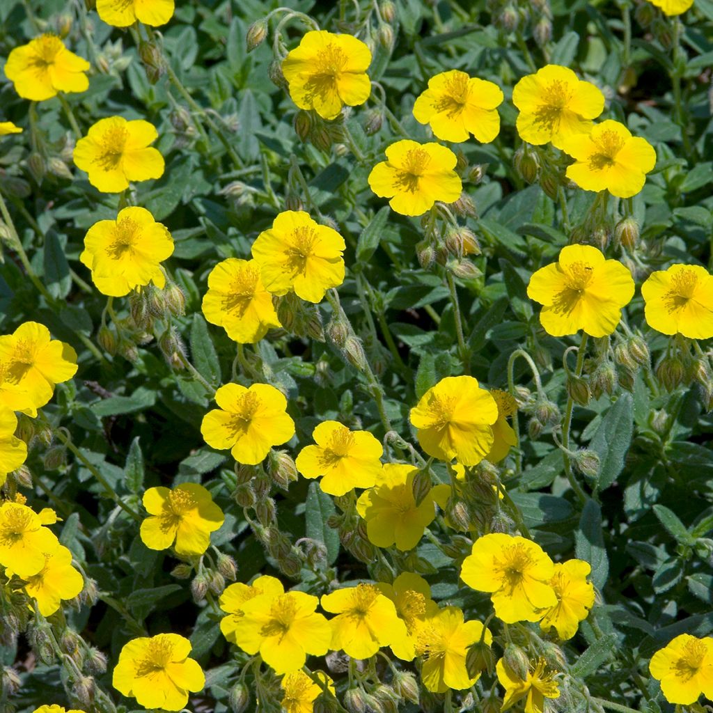 Helianthemum nummularium - Rock Rose