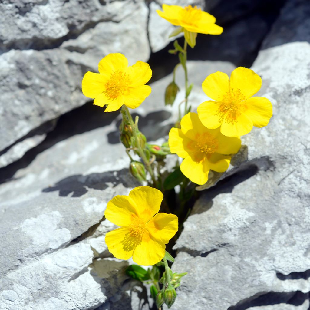 Helianthemum nummularium - Rock Rose