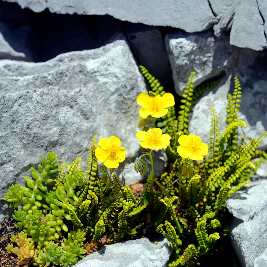 Helianthemum nummularium - Rock Rose