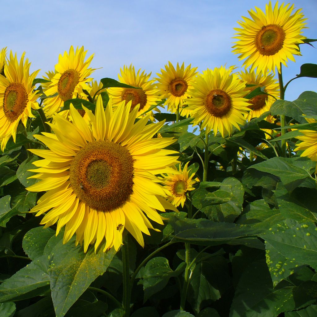 Tournesols Valentine - Helianthus annuus