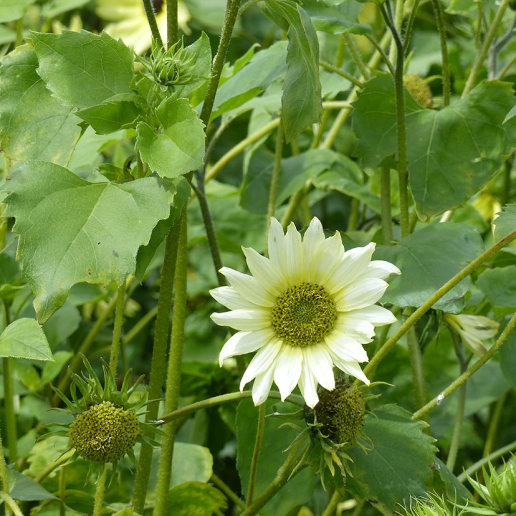 Helianthus debilis subsp. cucumerifolius 'Italian Green Heart'