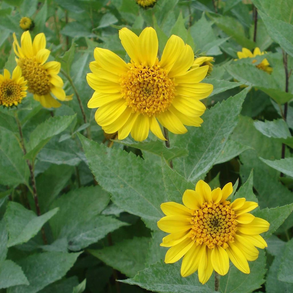 Helianthus decapetalus Capenoch Star - Soleil vivace à coeur en pompon