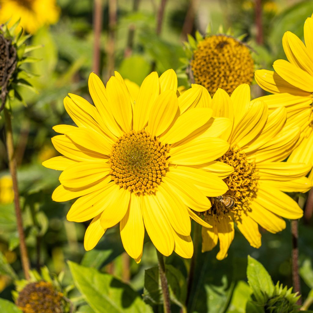 Helianthus decapetalus Capenoch Star