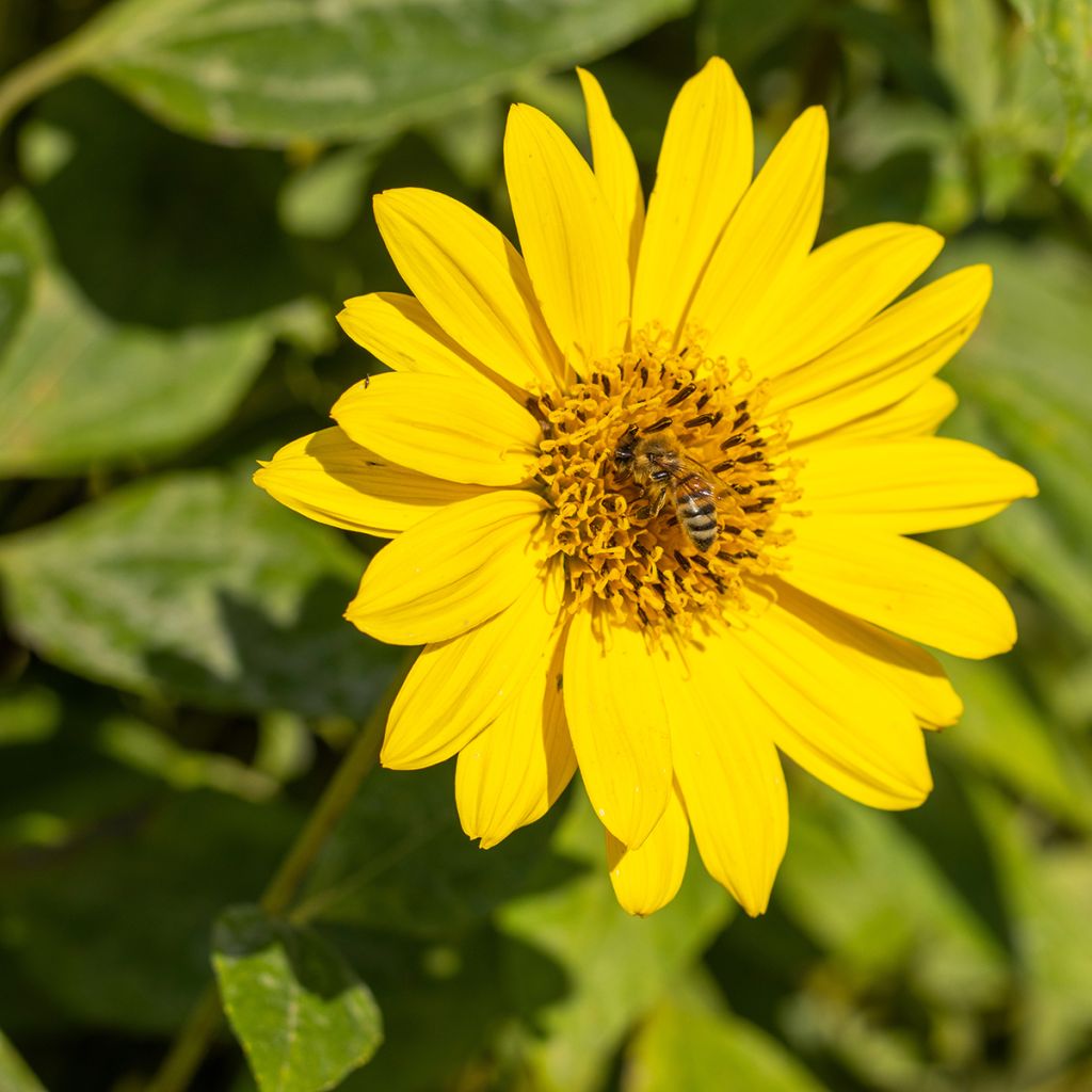 Helianthus decapetalus Capenoch Star