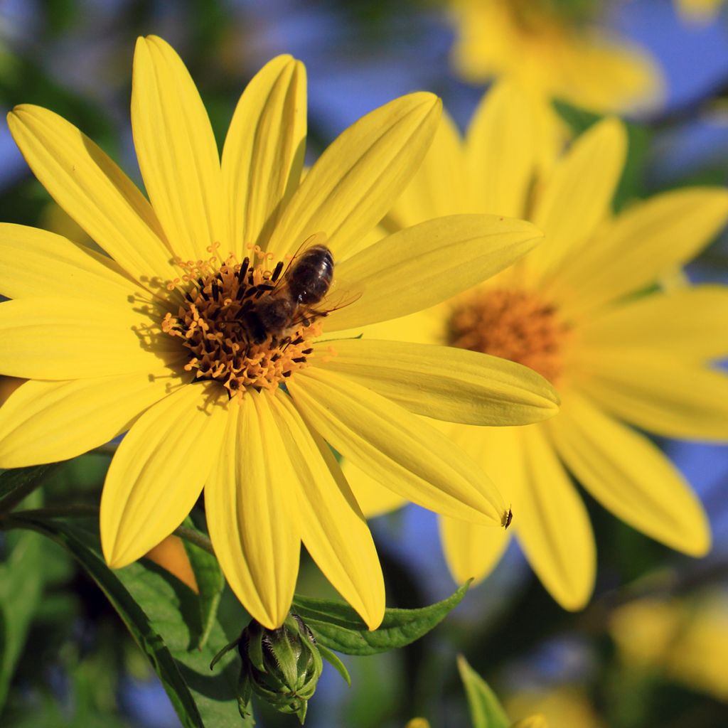 Helianthus decapetalus Capenoch Star