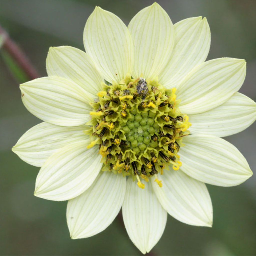 Helianthus giganteus Sheila's Sunshine - Soleil vivace géant