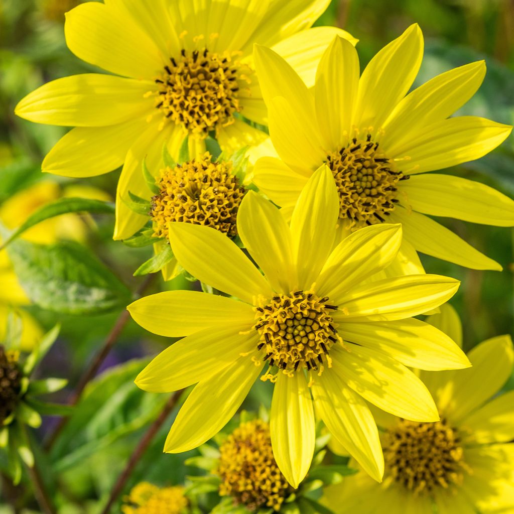 Helianthus Lemon Queen