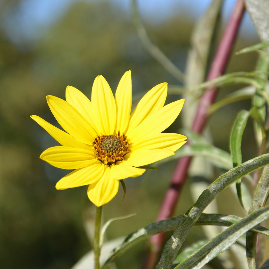 Helianthus Lemon Queen