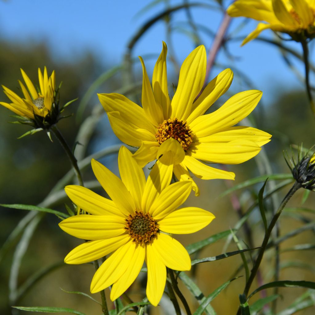 Helianthus Lemon Queen