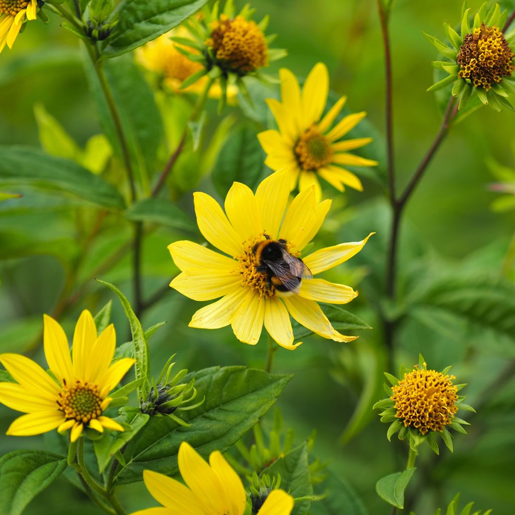 Helianthus Lemon Queen