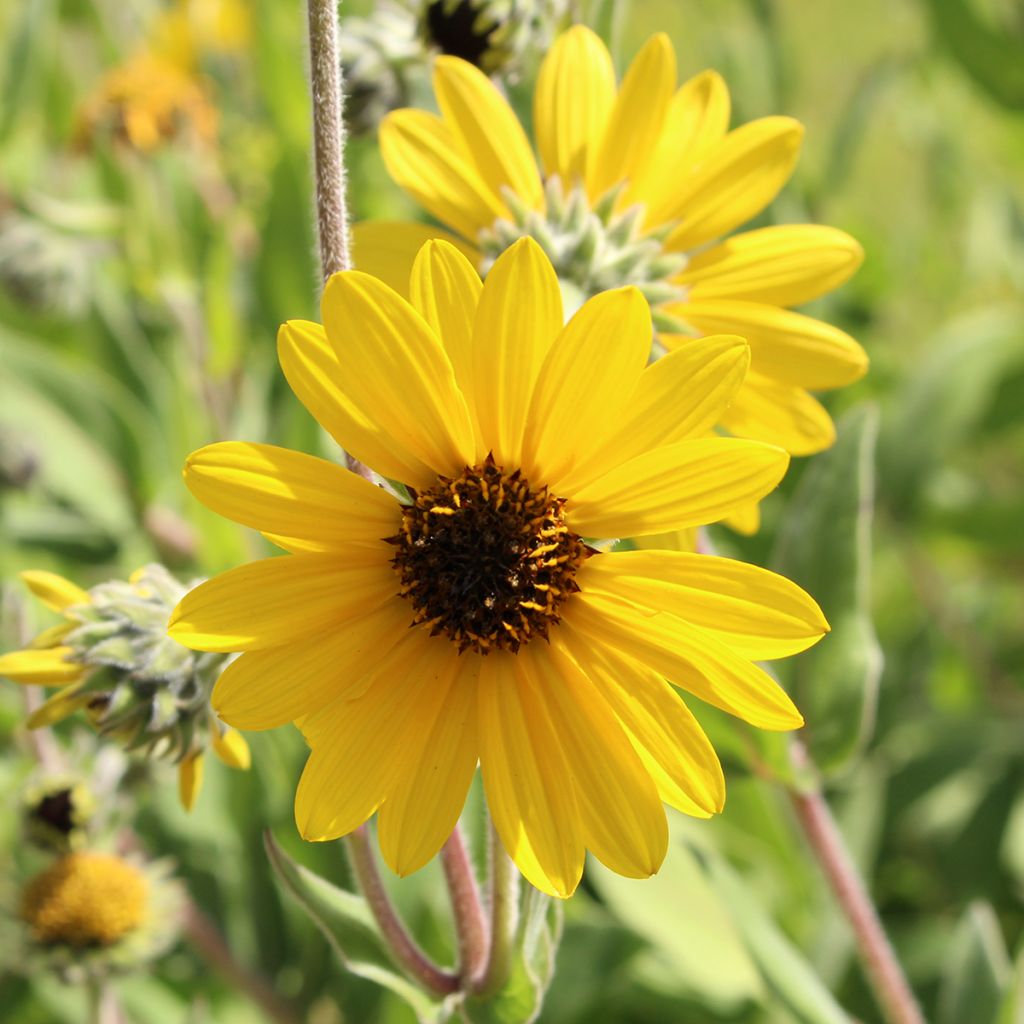 Helianthus mollis