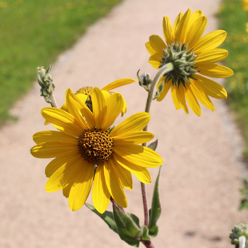 Helianthus mollis