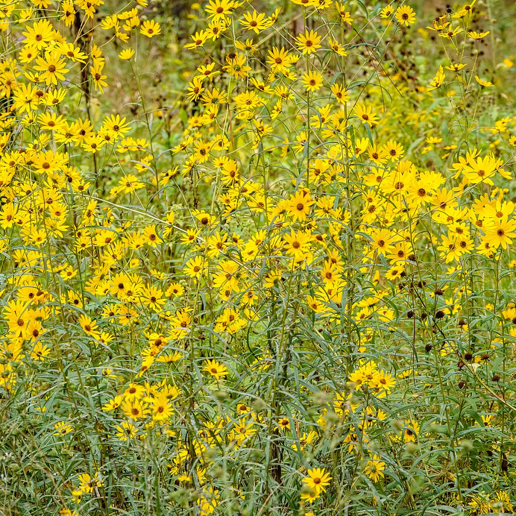 Helianthus salicifolius