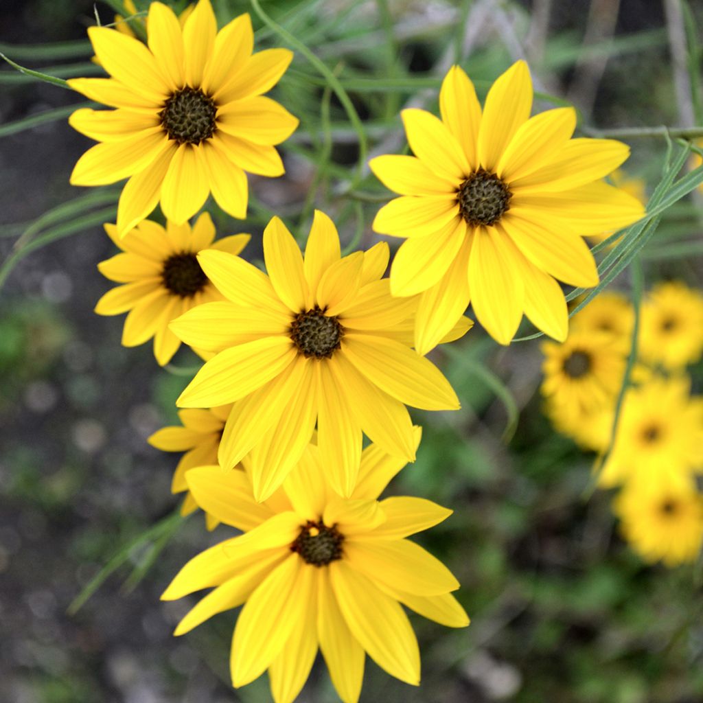 Helianthus salicifolius