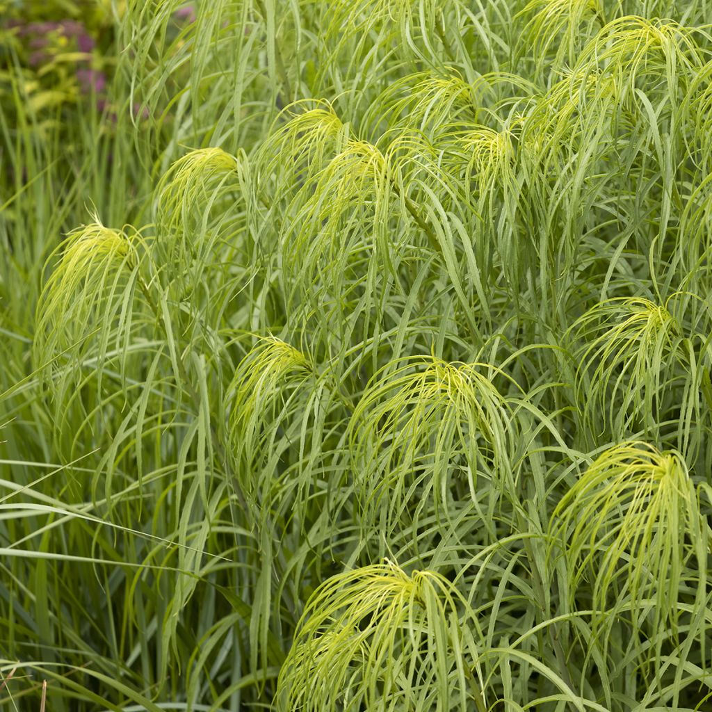 Helianthus salicifolius