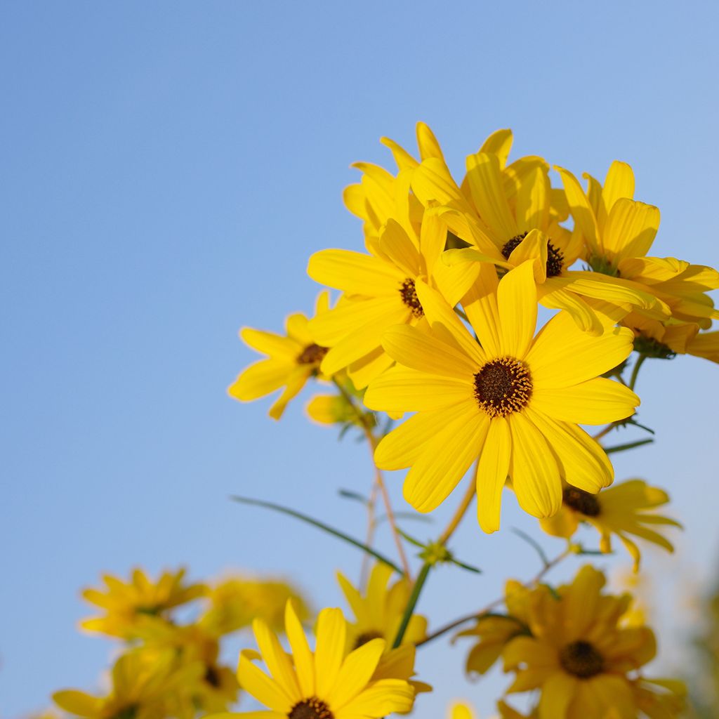 Helianthus salicifolius