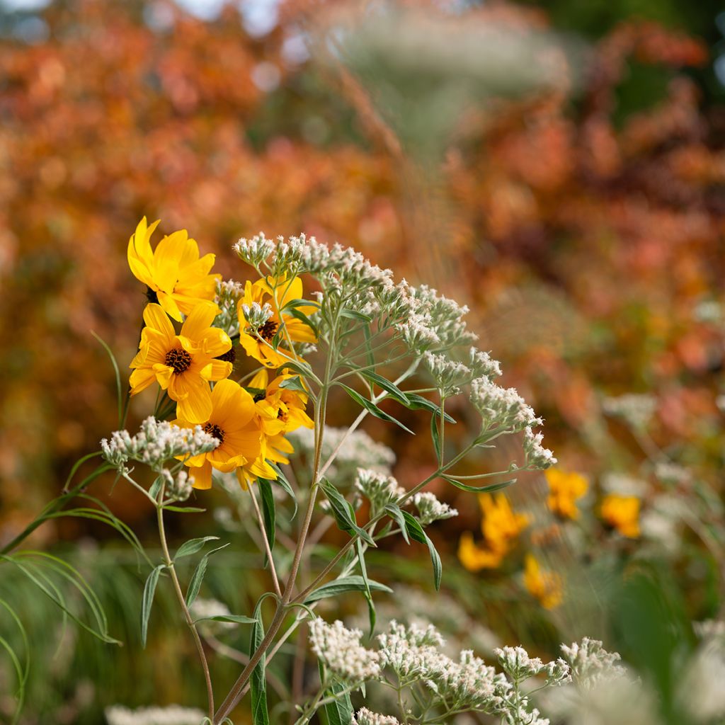 Helianthus salicifolius