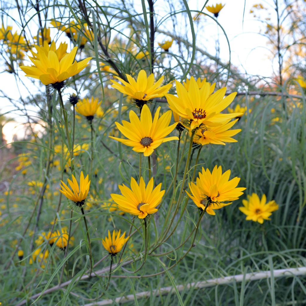 Helianthus salicifolius