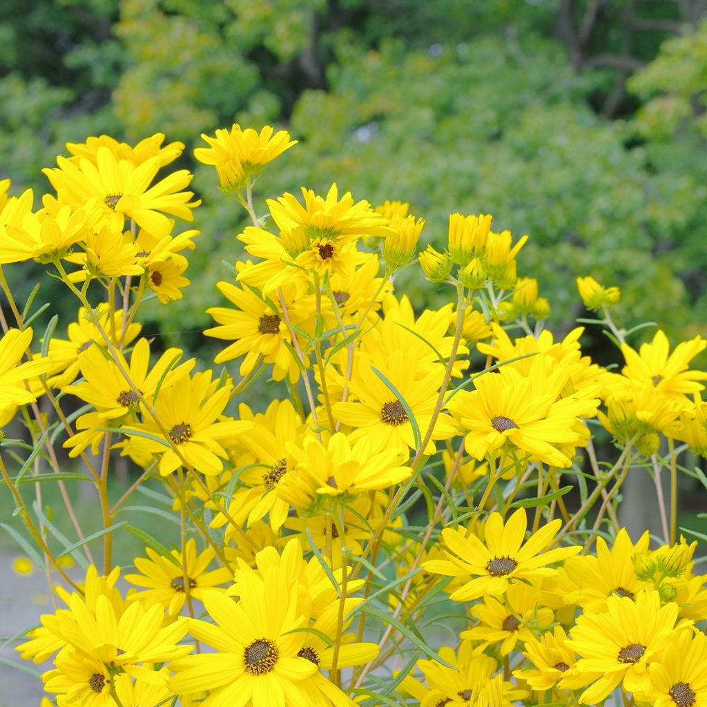 Helianthus salicifolius