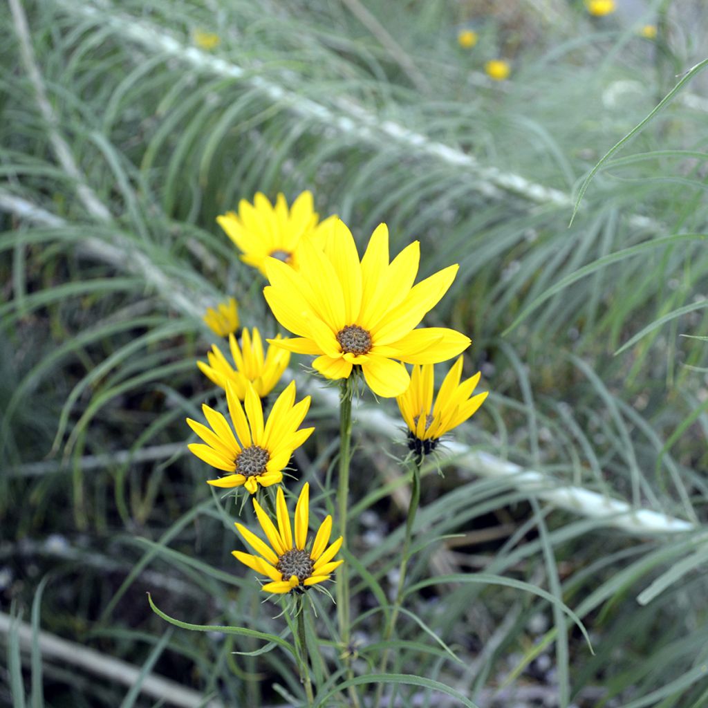 Helianthus salicifolius