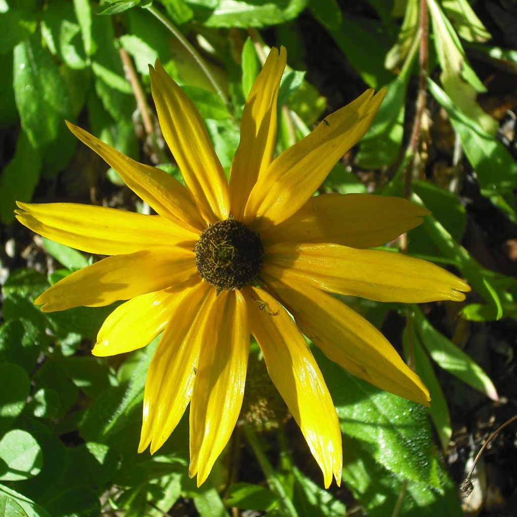 Helianthus salicifolius Table Mountain - Soleil vivace à feuilles de saule