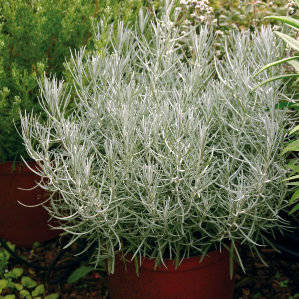 Helichrysum italicum Plug