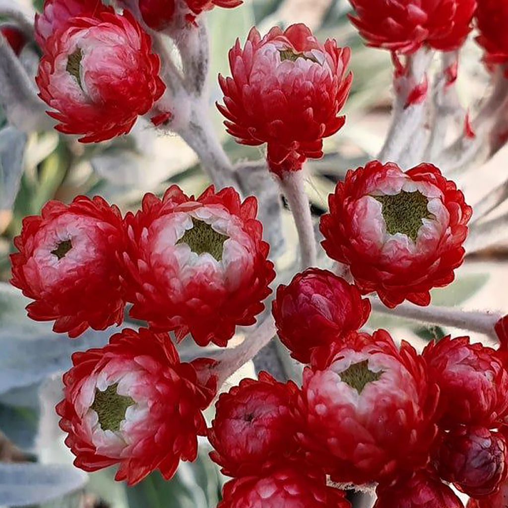 Helichrysum Red Jewel - Immortelle hybride